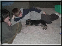German_Shepherd_breeder